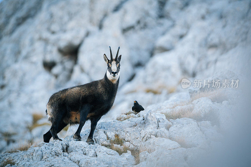 近距离观看岩羚羊(Rupicapra Rupicapra)在一个山脊上日出